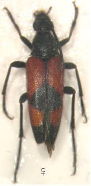41 Stenurella bifasciata (O. F. Müller, 1776: 93) Dünyada toplam olarak 6 alt türü bulunan bu tür, Türkiye de de 4 alt tür ile temsil edilmektedir.