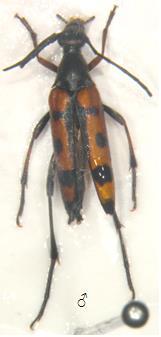Stenurella septempunctata (Fabricius, 1792: 346) Dünyada toplam olarak 2 alt türü bulunan bu tür, Türkiye de sadece Stenurella septempunctata latenigra Pic, 1915 alt türü ile temsil