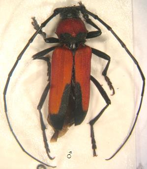 Baş siyahtır. Pronotum siyahtır ya da az ya da çok geniş kırmızı alanlar taşır; uzun, dik, siyah, sık tüylüdür. Antenler siyahtır.