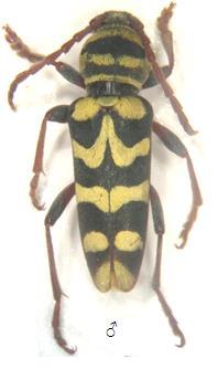 1832] Plagionotus bobelayei (Brullé, 1832: 253) Orijinal kombinasyon: Clytus bobelayei Brullé, 1832: 253 Tip lokalite: