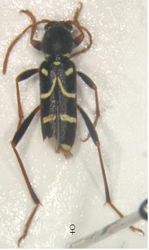 80 Şekil 5.21. Clytus schurmanni Genel Morfoloji: Boy 6-12 mm. Baş siyah, sık noktalı; verteksi dar, alın tüysüz, ağız etrafı gri-siyah tüylüdür.
