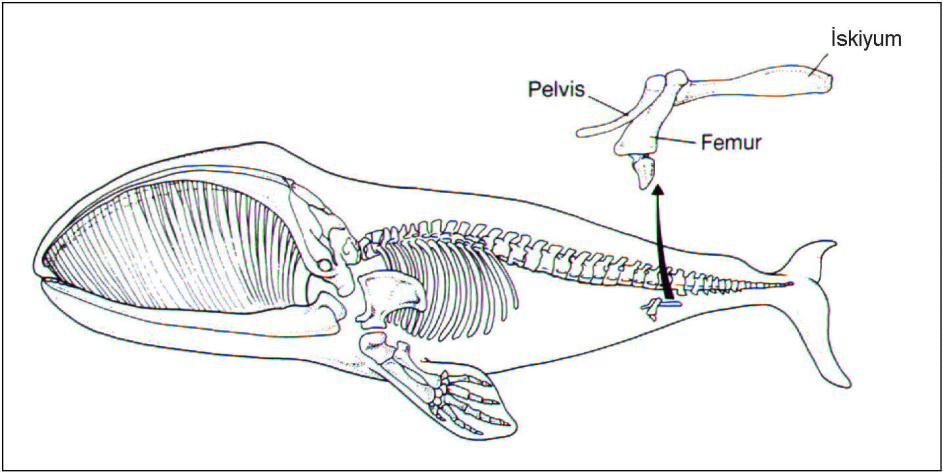 Şekil 5. Karada yaşan dört ayaklı atalarından kalan arka bacak kemiklerinin modern balinalarda artık organ olarak bulunması.