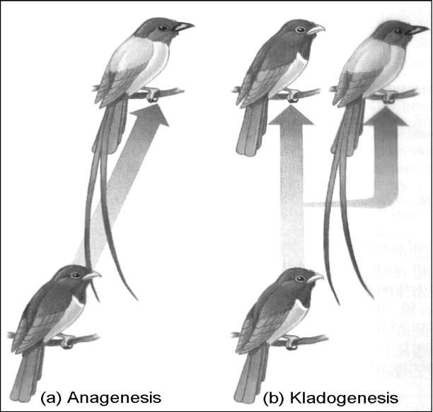 Şekil 10. İki farklı tür oluşum şekli. (a). Anagenesis. Tür oluşumu ile ilgili bir populasyonda kalıtsal değişimlerin birikimi sonucu bir türün diğer bir türe dönüşümü (filetik evrim). (b).