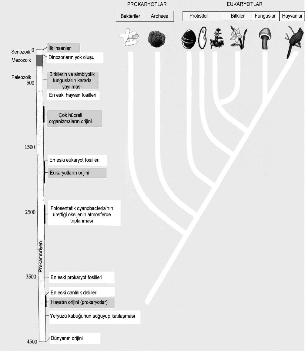 Şekil 28. Canlılık tarihinde bazı önemli basamaklar.