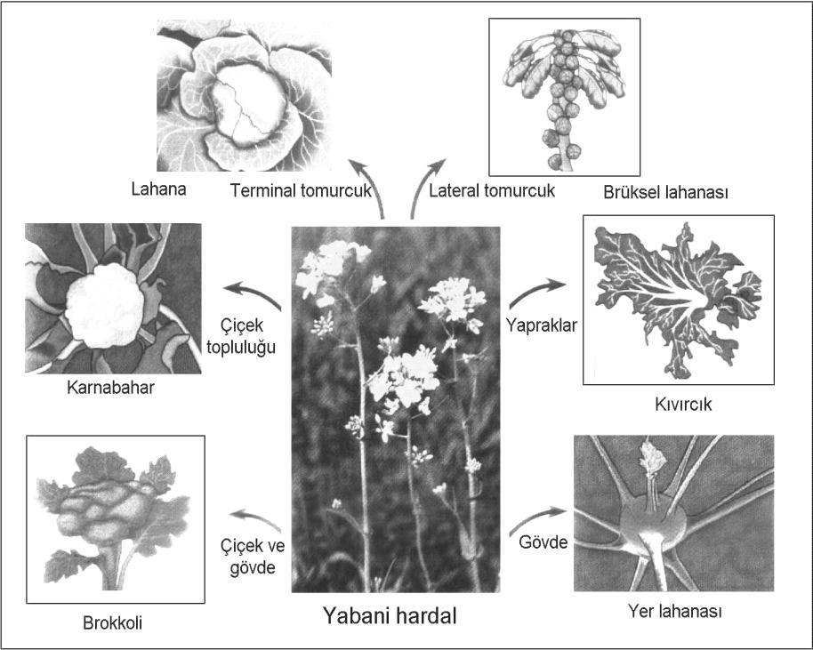 Şekil 2. Yapay seleksiyon. Bu sebzelerin hepsi ortak bir ata olan yabani hardaldan türetilmiştir. Üreticiler bu bitkinin farklı kısımları üzerinde yoğunlaşarak böyle değişik sonuçlar elde etmişlerdir.