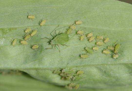 4.BULGULAR VE TARTIŞMA Şekil 4.4. Çok hızlı olarak çoğalan Acyrthosiphon pisum un kolonileri (www. insectimages.
