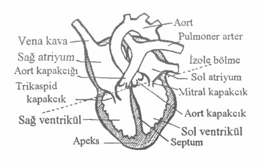 5.2 Şekil (5.1) Kalp ve dolaşım sistemi B) Kalbin Anatomik Yapısı: Kalp göğüs kafesi içinde ters çevrilmiş bir koni şeklindedir.