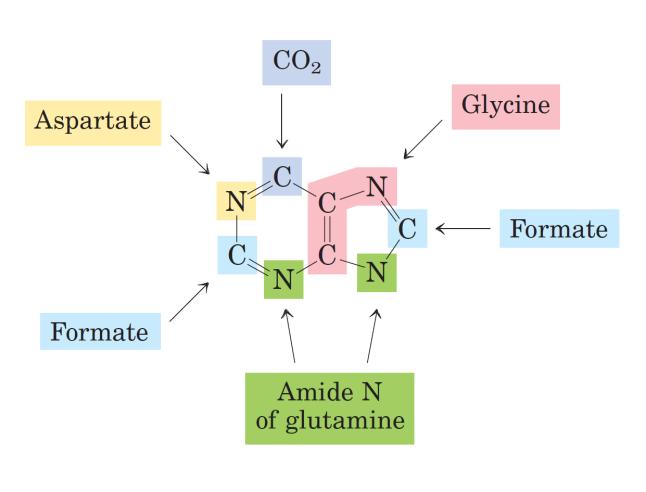 Nükleotidler hücre içinde önemli roller üstlenirler. Nükleotidler iki metabolik yolla sentezlenir; de novo (sıfırdan) ve geri dönüşüm (salvage) yolları.