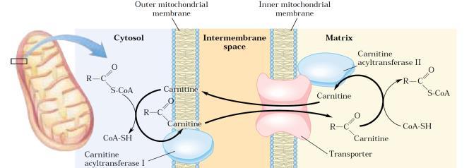 14 veya daha fazla karbon sayılı olanlar ise karnitin mekik sistemini kullanrak mitokondriye girebilirler.