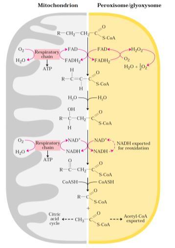 Hayvan hücrelerinde beta oksidasyon mitokondride gerçekleşirken bitki hücrelerinde bu işlem peroksizom ve glioksozomlarda gerçekleşir.