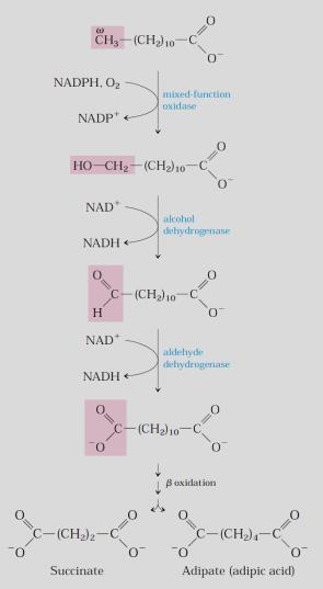 Bu organanellerde beta oksidasyonunun önemi enerji eldesi değil çeşitli öncül moleküllerin biyosentezidir.