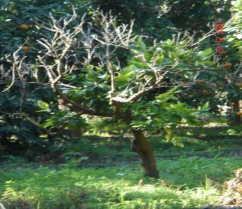 Yapılan gözlemlerde hasta ağaçların etrafındakiler normal veya normale yakın gelişmişler, hastalık için