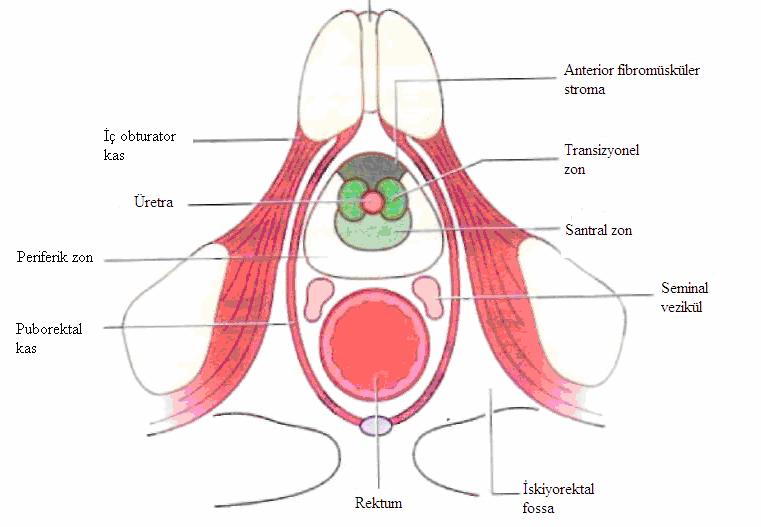 6 Şekil 2.5. Prostatın anatomik yapısı Prostatın posterior, anterior ve 2 adet infero-lateral yüzeyi vardır. Posterior yüzey rektum ampullası önünde bulunur.