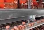 Boylamsal yumurta bandı için yumurta sayaçları her yumurtayı kaydeder Hız manuel, otomatik olarak (bir saat