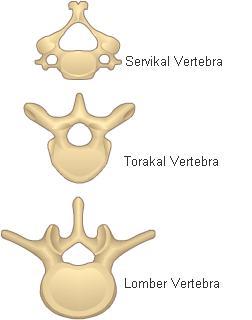 Şekil 2.2: Spinal Kolonun Bölümlerinin Aksiyel Planda Görünümü Vertebranın ön kısmında korpusu, arkada ise arkusu yer alır. Vertebral korpuslardan arkaya doğru uzanan kollara pedikül adı verilir.