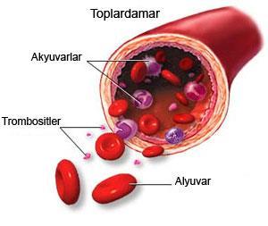 TROMBOSITLER(KAN PULCUKLARı) Kemik iliğinde yapılan kan hücrelerinden biridir.