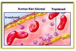 Başlıca karaciğer tarafından üretilen trombopoietin hormonu trombosit yapımını uyarır ve