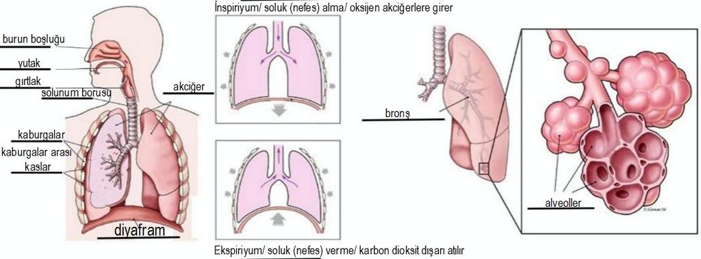 4. Boşlukların her birinde solunum sisteminin yapısı ve solunum süreci ile ilgili uygun olan terimleri yaz! 5. Tabelayı doldur!