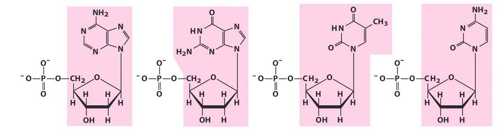 Nukleotidler Nukleozidlerin fosfat esterleridir Dezoksiribonukleotidler Nukleozid: Dezoksiadenozin Dezoksiguanozin Dezoksitimidin Dezoksisitidin Nukleotid: Dezoksiadenilik asid Dezoksiguanilik