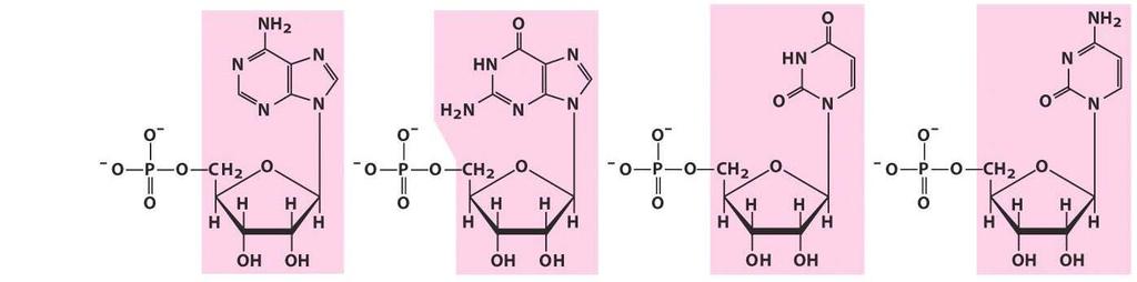 Ribonukleotidler Nukleozid: Adenozin Guanozin Uridin Sitidin Nukleotid: Adenilik asid Guanilik asid Uridilik asid