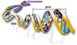kromozom gen DNA Şeker-fosfat iskeleti