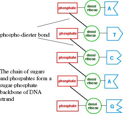 fosfat dezoksi riboz Fosfodiester bağı fosfat dezoksi riboz fosfat dezoksi riboz fosfat dezoksi riboz fosfat dezoksi riboz Bu bağlanış tarzına göre,
