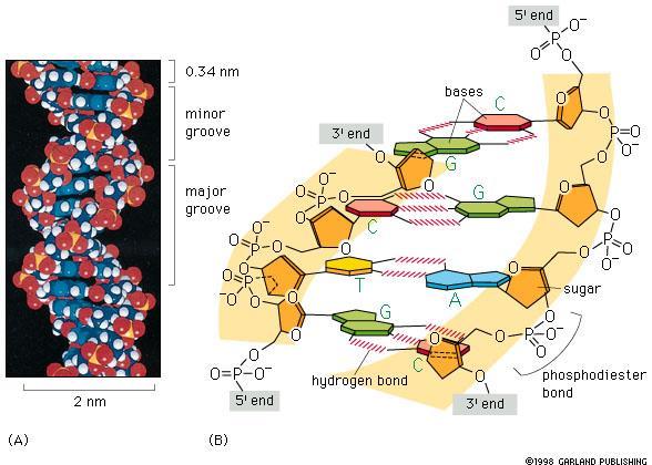 X-ışınları ile yapılan araştırmalar, hücre çekirdeğindeki DNA nın muntazam bir helezon (sarmal) yapısında olduğunu göstermiştir.