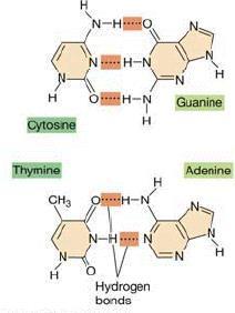 DNA deki adenin ile timin arasında iki, guanin ile sitozin arasında üç hidrojen bağı teşkil