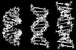 Fizyolojik koşullarda DNA nın egemen formu B formudur. Sağ dönüşlü bir sarmaldır. Tek bir dönüşte 10 baz çifti yer alır, her baz çifti arsındaki eğim 0.34 nm. Sarmal çapı 1.