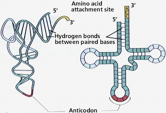 Üç yapraklı yonca modelinde 4 tane ana kol bulunur TψC kolu (ribotimidin-psödouridin içermektedir) DHU kolu (dihidrouridin içermektedir) 5' ucuna yakındır Antikodon kolu mrna daki kodonu tanır