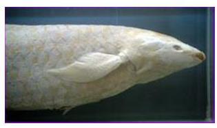 Bazı hayvanlarda birden fazla solunum organı görülür. Bunun en tipik örneği Afrika nın bazı nehirlerinde yaşayan Dipneusti (akciğerli balık) denilen bir balık çeşididir.