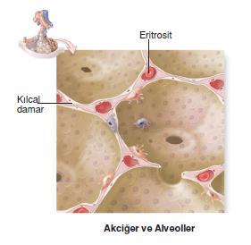 Tek katlı epitel dokudan oluşan alveollerin etrafı çok sayıda kılcal kan damarları ile çevrilidir.