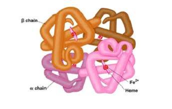 SOLUNUM GAZLARININ TAŞINMASI Hemoglobin Hemoglobin (hem + globin), demir taşıyan bir proteindir.