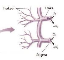GAZ ALIŞVERİŞİ Trake solunumu (devam) Trake vücut içine doğru dallanırken, giderek incelir. Bu çok incelmiş trake uzantılarına trakeol denir.
