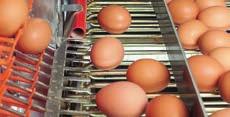 Taşıma performansını yumurtlama performansına ideal olarak uyarlayabilmek için, yumurta bantlarını ve kaldırıcı zincirlerini ayrı çalıştırmanızı tavsiye ediyoruz.