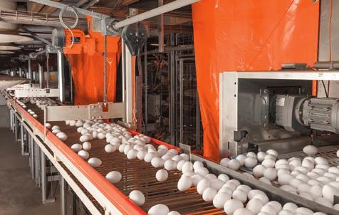 Çubuk taşıyıcılar Esnek ve ekonomik yumurta taşıması Çubuk taşıyıcılar, alternatif yumurta üretiminde folluğu çapraz toplama ile birleştirmek için sıklıkla kullanılır.