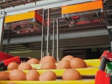 EggCam, taşıma yolunun bir bölümünü yüksek çözünürlüklü»görür«ve böylece her bir yumurtayı tanıyabilir. EggCam, her kattaki boylamsal yumurta bandına veya çapraz bandın üzerine monte edilebilir.