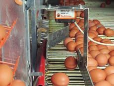 Big Dutchman ürün yelpazesi, başka yumurta sayım sistemleri de içerir. Uzmanlarımız, size kişisel gereksinimleriniz için mükemmel bir çözüm bulmanızda yardımcı olabilir.