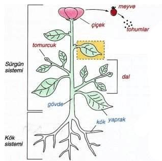 Bitkiler damarsız tohumsuz, damarlı tohumsuz ve tohumlu bitkiler olmak üzere üç grupta incelenir. Damarsız tohumsuz bitkilerde kök, gövde ve yaprak gelişimi yoktur.