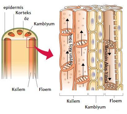 İLETİM DOKU Damarsız tohumsuz bitkilerde bulunmaz. Köklerden alınan su ve mineralleri yapraklara, yapraklarda oluşan besinleri diğer organlara taşır.