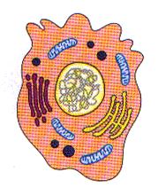 13 Apoptotik hücre veya cisimciklerin genellikle makrofajlar tarafından