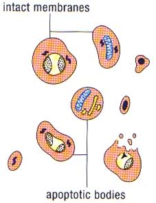 Bir çoğu apoptozisde rol alan 14 farklı kaspaz tanımlanmıştır.