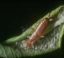 Epidermis içerisinde beslenmeye başladıktan sonra yaprak üzerinde 1-2 mm çapında kırmızı renkte galler oluştururlar.