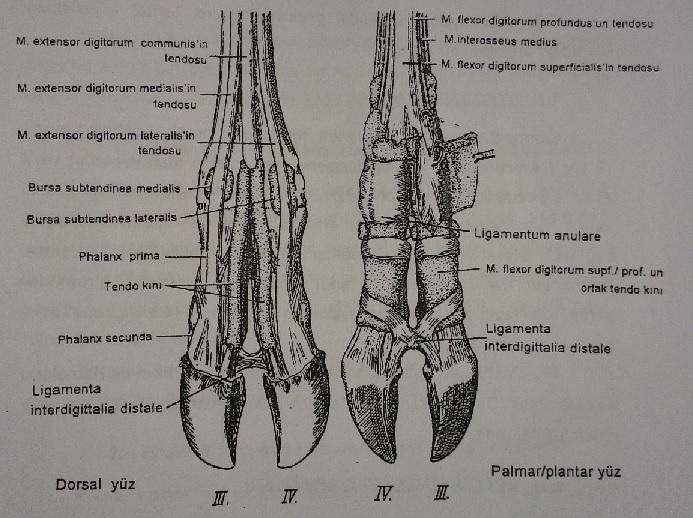 Şekil 2. Ayağın hareket organları (Nickel den) Bunlardan yüzlek olanı m.