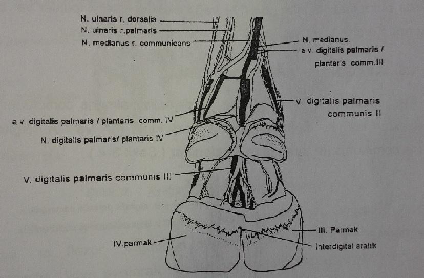 Şekil 4. Ayağın damar ve sinirleri nin palmar/plantar yüzden görünümü (Ashdown dan) Venöz damarlar ise, atta olduğu gibi zengin damar ağı oluşturmaz. Kanın geri dönüşü ön ayakta dorsal yüzde Vv.