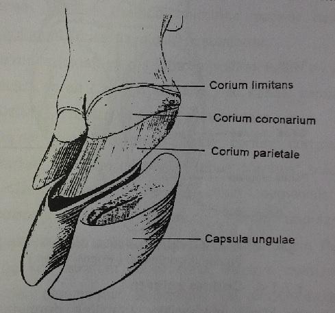 1.7.1.1. Corium limitans Bukağılık derisi ile corium coronarium arasında bulunur.