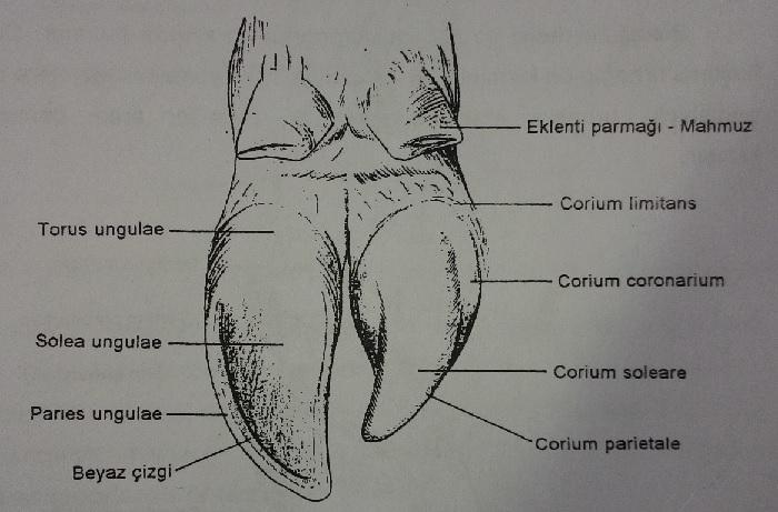 Şekil 6. Capsula ungulae ve solea ungulae nin palmar/planter den anatomik görünümü (Popesko dan) 1.7.1.4. Corium soleare Üzerinde küçük memecikler (papillae dermales)bulunur.