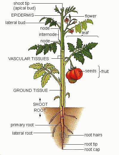 Genellikle toprak üstünde gelişen, yaprakları, yan dalları ve üreme organlarını taşıyan organ gövde adını alır. En basit gövdelere karayosunlarında, en gelişmişine de çiçekli bitkilerde rastlanır.