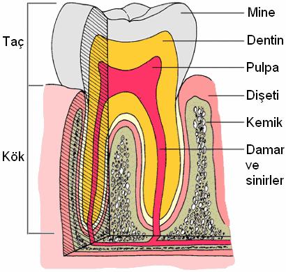 15 ağız içindeki lipidler, sakkaridler ve proteinleri içeren fizyolojik sıvılarla ve biyolojik açıdan önemli iyon türleri ile sürekli olarak etkileşim içindedirler.