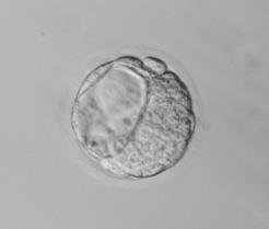 n>180 embryos per treatment, 11 replicates.